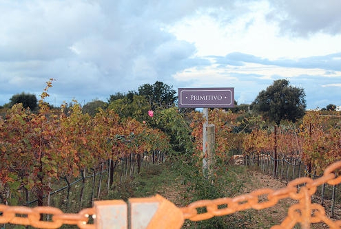 lucky explorer - vini pugliesi doc 2